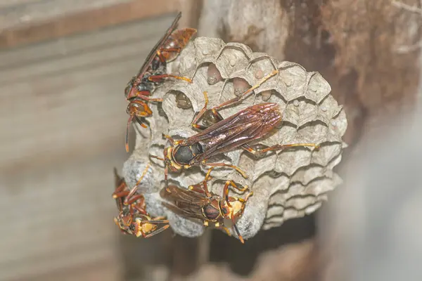 paper wap nest hanging from the ceiling  