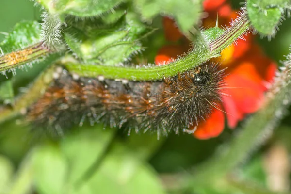 vanesa carye butterfly caterpillar in the garden 