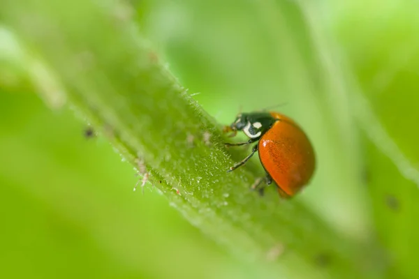 Ladybird Joaninha Empoleirado Caule Jardim — Fotografia de Stock