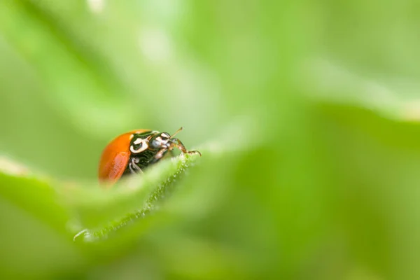 Uğur Böceği Uğur Böceği Yeşil Yapraklı Bahçede — Stok fotoğraf