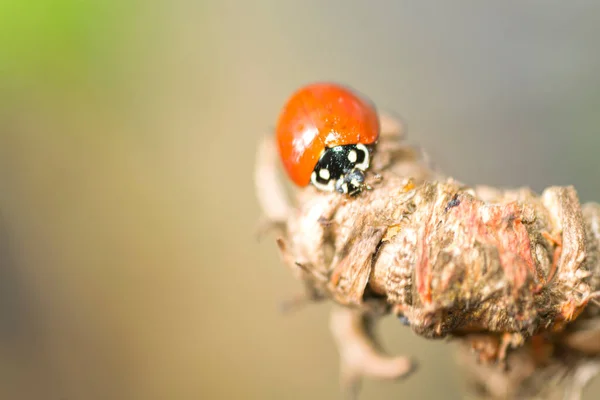 Uğur Böceği Uğur Böceği Bir Bitkiye Tünemiş — Stok fotoğraf