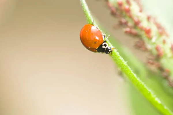 Uğur Böceği Uğur Böceği Bir Yaprağın Üzerinde Bahçede — Stok fotoğraf