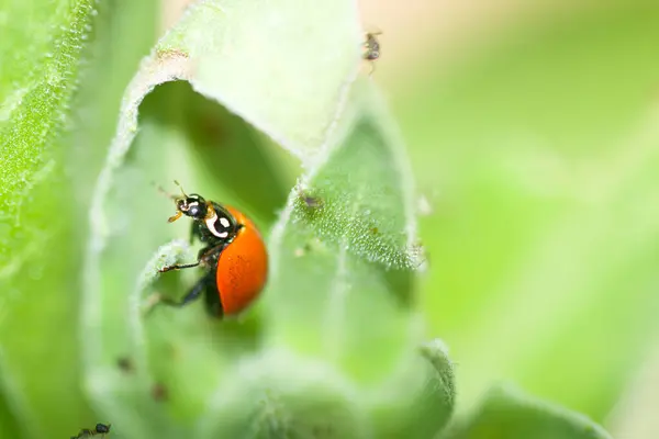 Ladybird Joaninha Empoleirado Uma Folha Verde Jardim — Fotografia de Stock