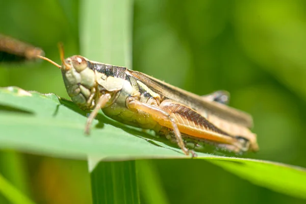 정원에 메뚜기 — 스톡 사진