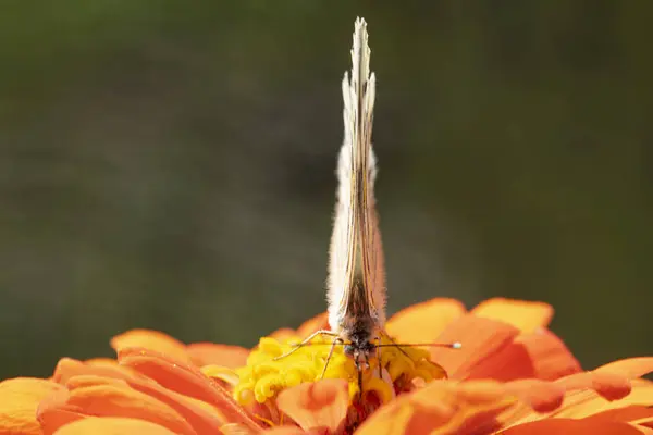 Ванильная Бабочка Апельсиновом Цветке — стоковое фото