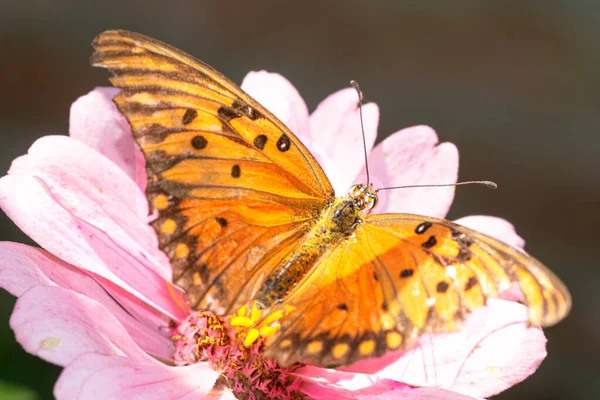 Borboleta Laranja Chupando Néctar Uma Flor Rosa — Fotografia de Stock