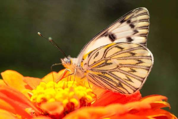 Beyaz Kelebek Zinnia Çiçeğine Tünemiş Bahçedeki — Stok fotoğraf