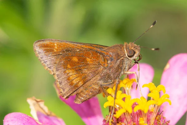 Moth Zuigen Nectar Een Paarse Zinnia Bloem — Stockfoto