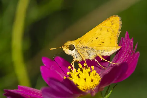 Moth Zuigt Nectar Uit Een Kosmos Bloem — Stockfoto