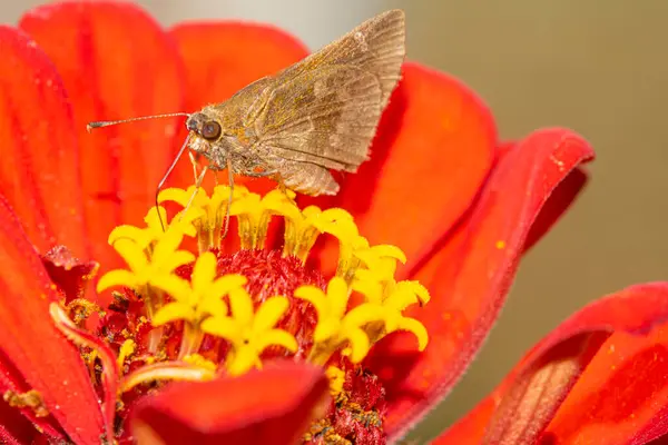 Kırmızı Bir Zinnia Çiçeğinin Üzerindeki Güve — Stok fotoğraf