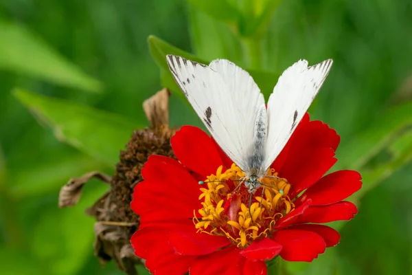 Witte Vlinder Zuigt Nectar Uit Een Rode Stroom — Stockfoto