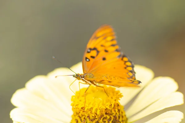 Mariposa Vanesa Carye Sobre Una Flor Amarilla — Foto de Stock
