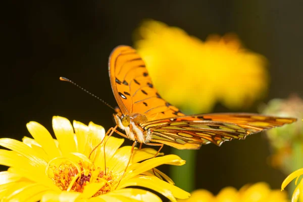 Vanesa Carye Kelebeği Bahçedeki Sarı Çiçekte — Stok fotoğraf