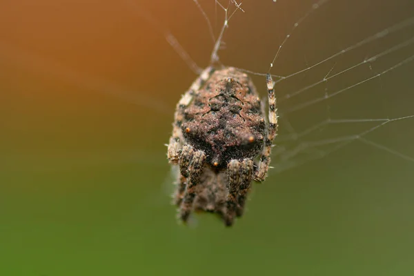 Die Spinne Und Ihr Netz Garten — Stockfoto