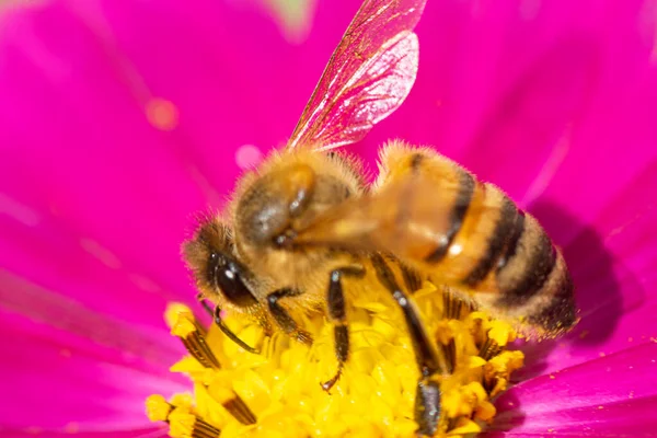 Медовая Пчела Сосет Нектар Фиолетовый Цветок Зиннии Саду — стоковое фото