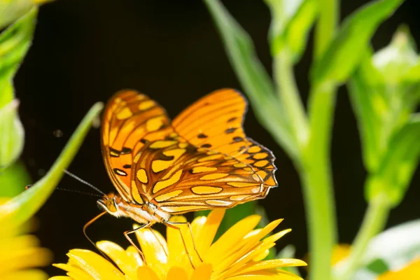 Bahçede Altın Bir Çiçekte Kelebek — Stok fotoğraf