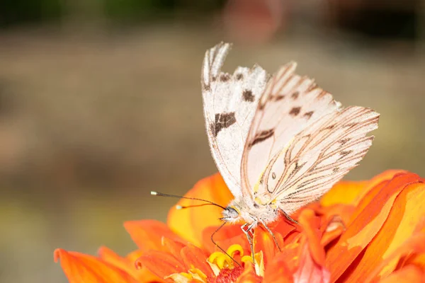 Witte Vlinder Zuigt Nectar Uit Een Zinnia Bloem Tuin — Stockfoto
