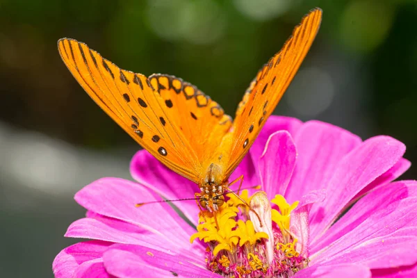 Vanesa Carye Vlinder Zuigen Nectar Uit Een Violette Zinnia Flowr — Stockfoto