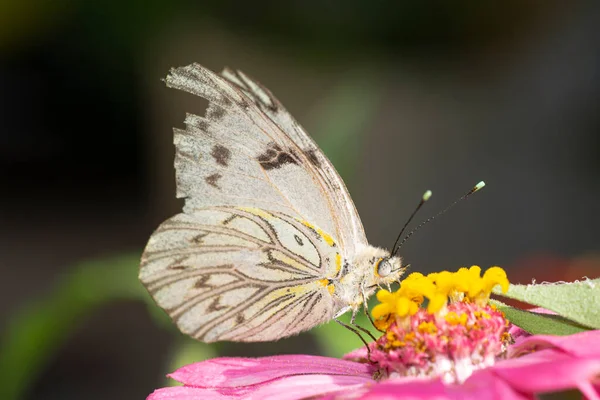 Білий Метелик Смокче Нектар Фіолетової Квітки Цинії Саду — стокове фото
