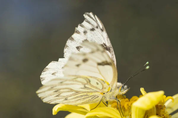 Mariposa Blanca Posada Sobre Una Flor Amarilla Jardín —  Fotos de Stock
