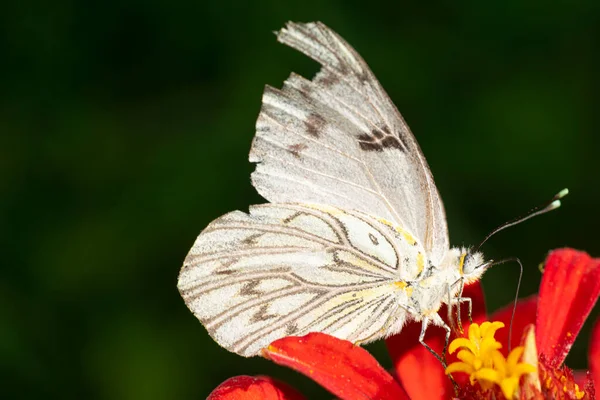 Bahçedeki Kırmızı Zinnia Çiçeğinden Nektar Emen Beyaz Kelebek — Stok fotoğraf