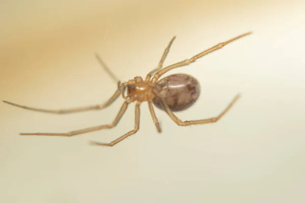 Hoise Nin Mısır Tarlasında Örümcek — Stok fotoğraf