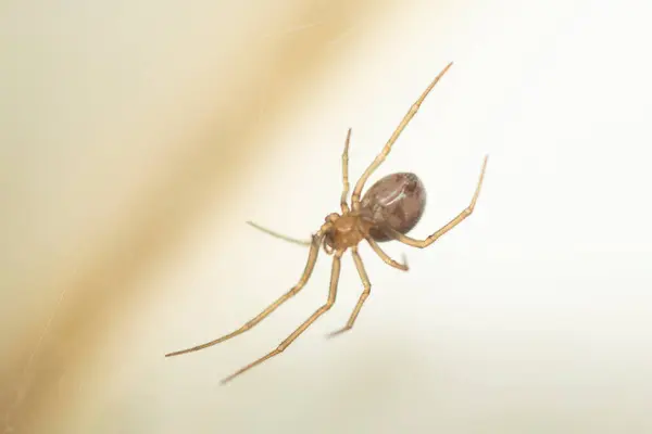 蜘蛛在房子的一角 — 图库照片