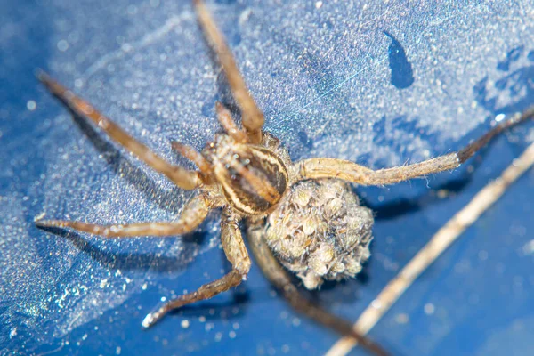 Örümcek Örümcek Üretimi Örümcek Yavruları Eklembacaklı Zıplayan Örümcek Bacaklar Eklembacaklı — Stok fotoğraf