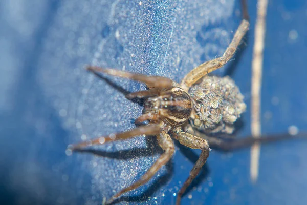 Aranha Com Sua Procriação Água — Fotografia de Stock