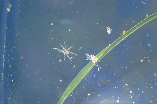Ιστορικό Μικρές Αράχνες Και Ένα Βότανο Στο Νερό — Φωτογραφία Αρχείου