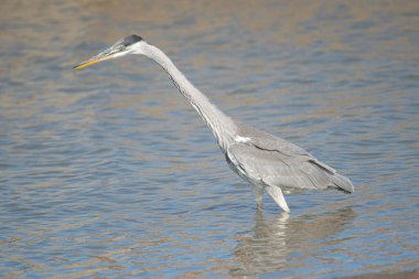 Mavi gölde balık tutan balıkçıllar. 