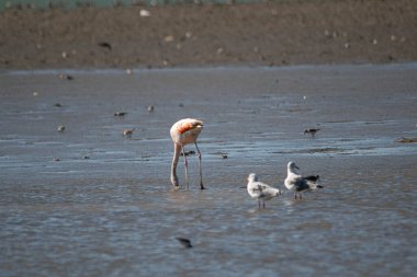 Austral flamingo gölde balık tutuyor.              