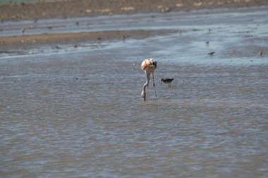 Austral flamingo gölde balık tutuyor.              