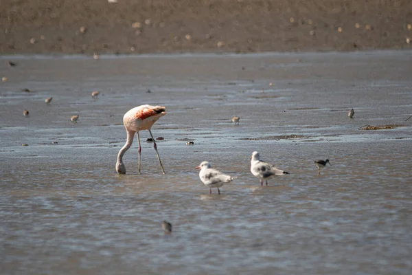 Austral Flamingo Fiske Lagunen — Stockfoto