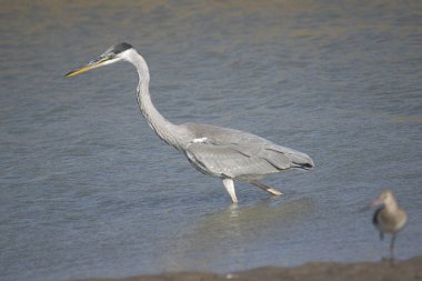 Cocoi hron balıkçılığı Mar Chiquita 'da, Bunos Aires' te, Arjantin 'de 