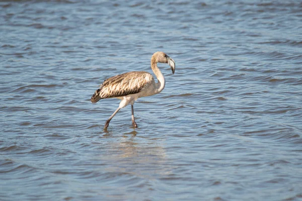 Austral Flamingo Flamingo Fågel Näbb Fjädrar Natur Vatten Blå Sjö — Stockfoto