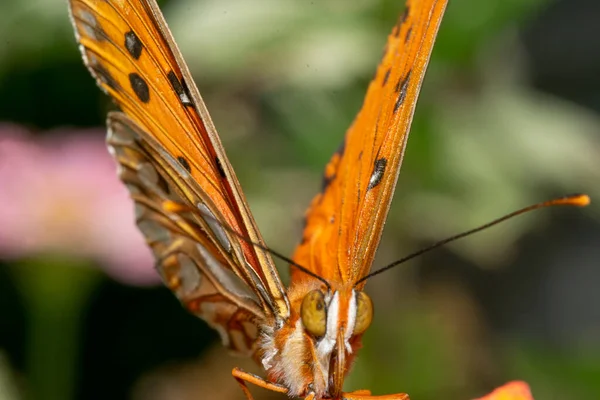 Butterfly Ftitillary Golfo Empoleirado Uma Flor Jardim — Fotografia de Stock