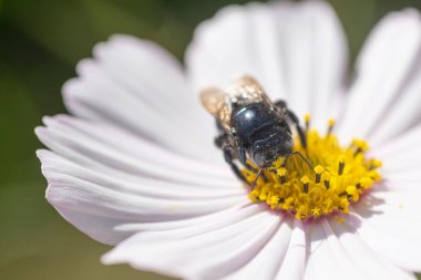Beyaz bir zinya çiçeğinin üzerindeki siyah eşek arısı, bahçede. 