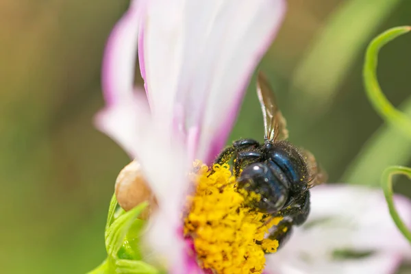 Black Hornet White Zinnia Flower Garden — Stock Photo, Image