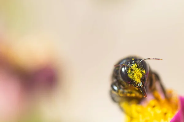 白い亜鉛の花の黒いスズメバチ — ストック写真