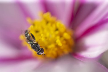Bahçede, sarı ve mor bir çiçekte meyve sineği. 