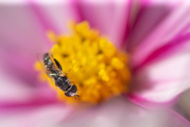 Bahçede, sarı ve mor bir çiçekte meyve sineği. 