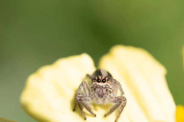 在花园里的一朵黄色的花上跳着蜘蛛 — 图库照片