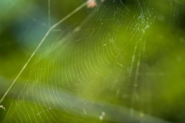 花园里的蜘蛛网 — 图库照片