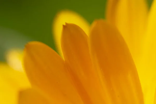Orangene Blütenblätter Grünen Garten — Stockfoto