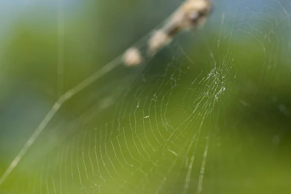Yeşil Bahçedeki Örümcek — Stok fotoğraf