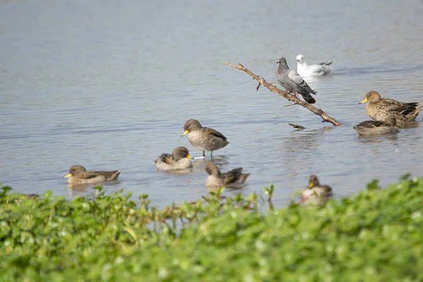 stock image Yellow-billed pintail fishing in the lagoon 