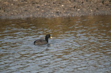 Mar Chiquita gölünde, Buenos Aires, Arjantin 'de yüzen Avrasyalı yaban ördekleri.   