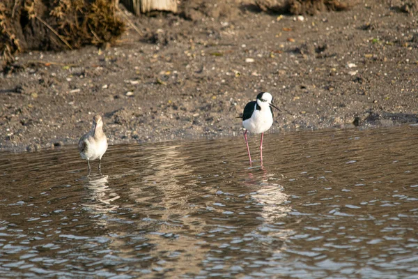 Estilhaço Asa Preta Pesca Austral Flamingo Lago — Fotografia de Stock