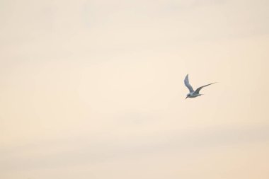 Kahverengi kapüşonlu martı gökyüzünde uçuyor , 